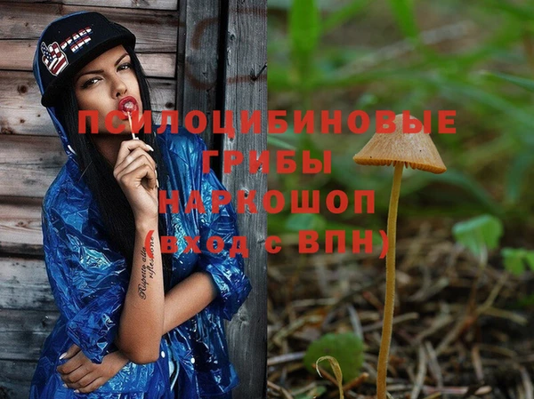 прущие грибы Дмитровск
